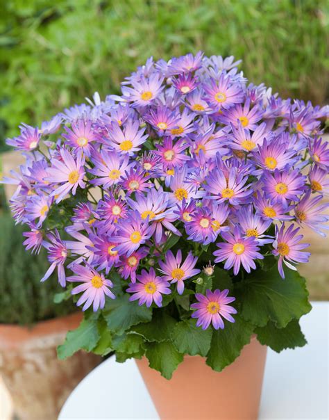 The Magical Salmon Shade of Pericallis Senetti: A Feast for the Eyes